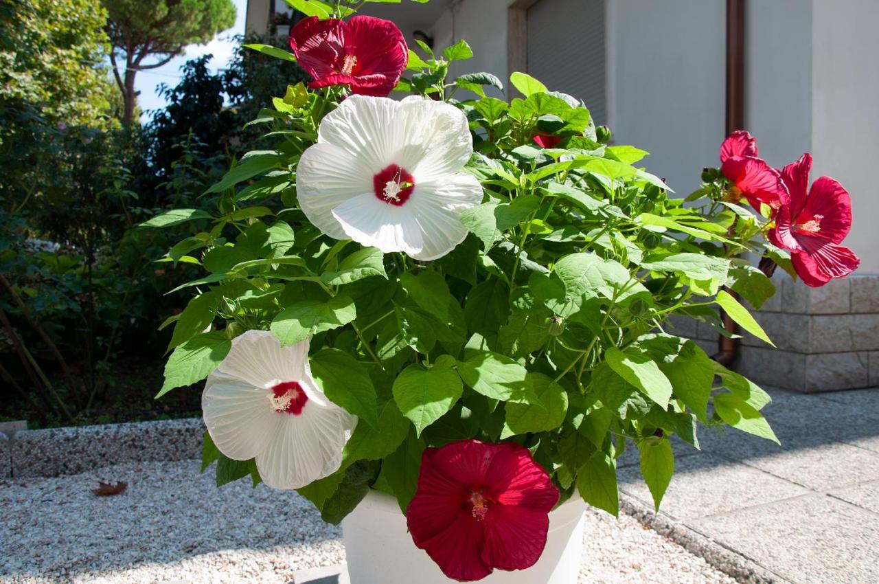 Casa Vacanze Mainardi Con Giardino * Riccione