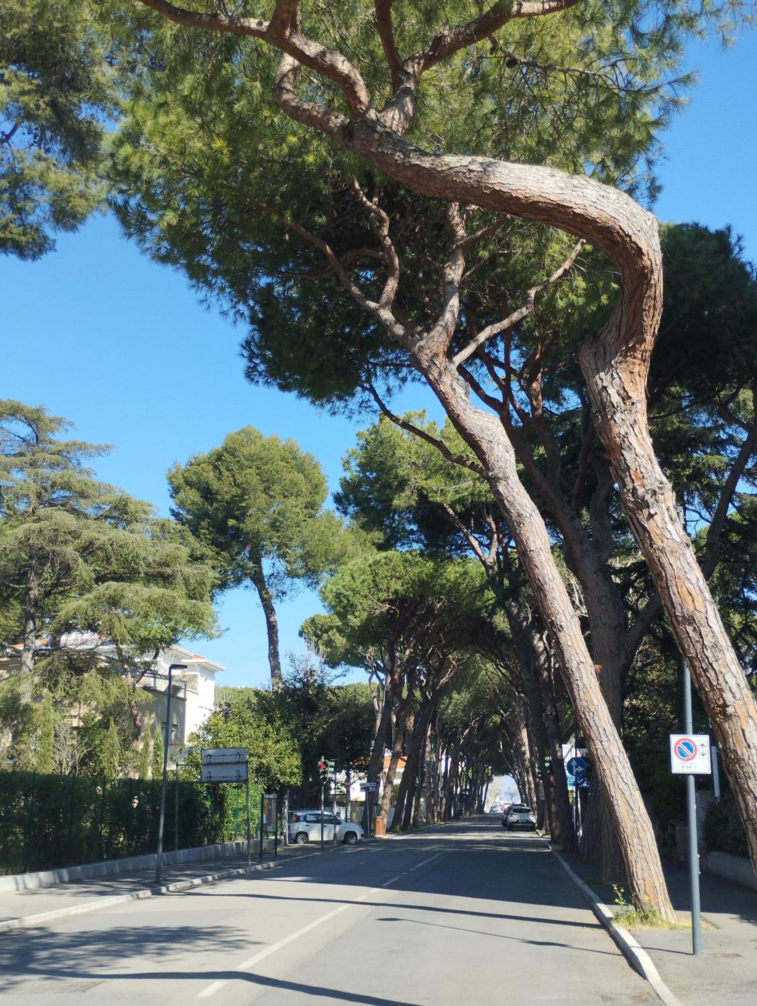 Il Gelsomino * Riccione