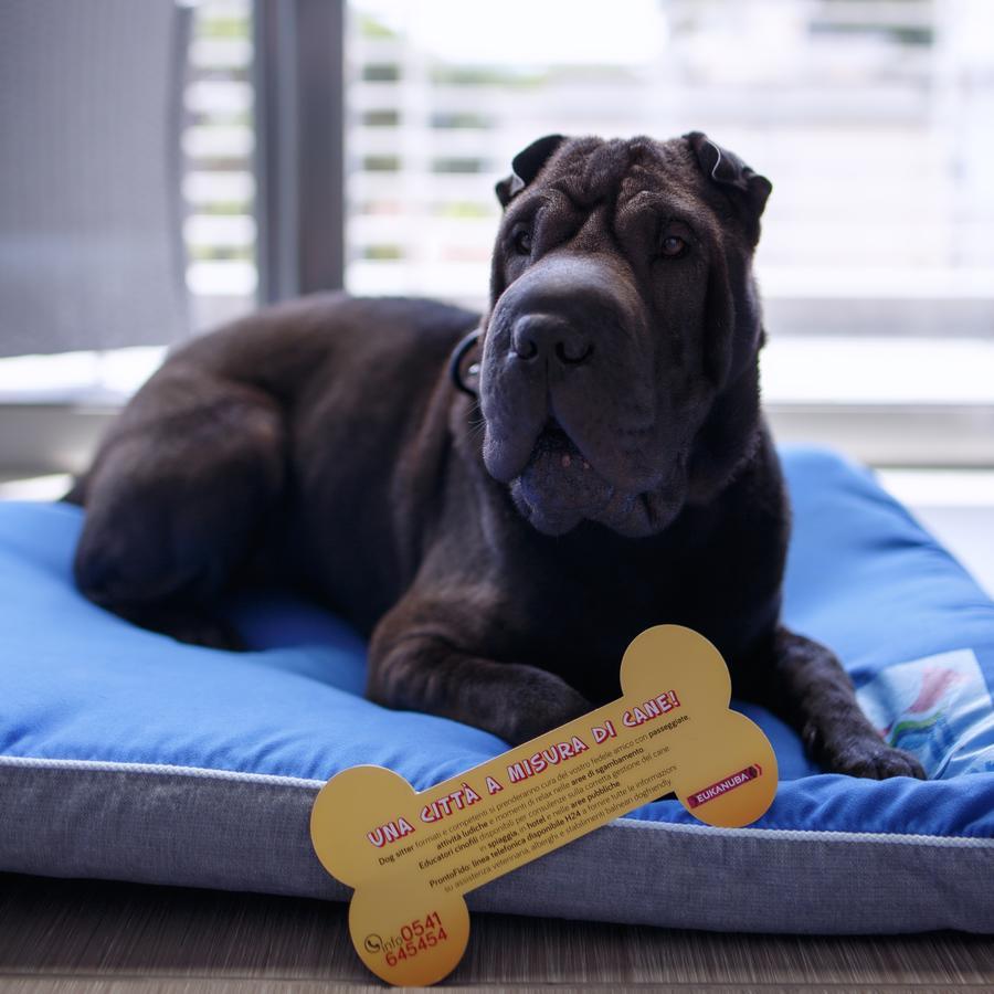 The One - Designed For Adults - Pet Lovers Hotel Riccione