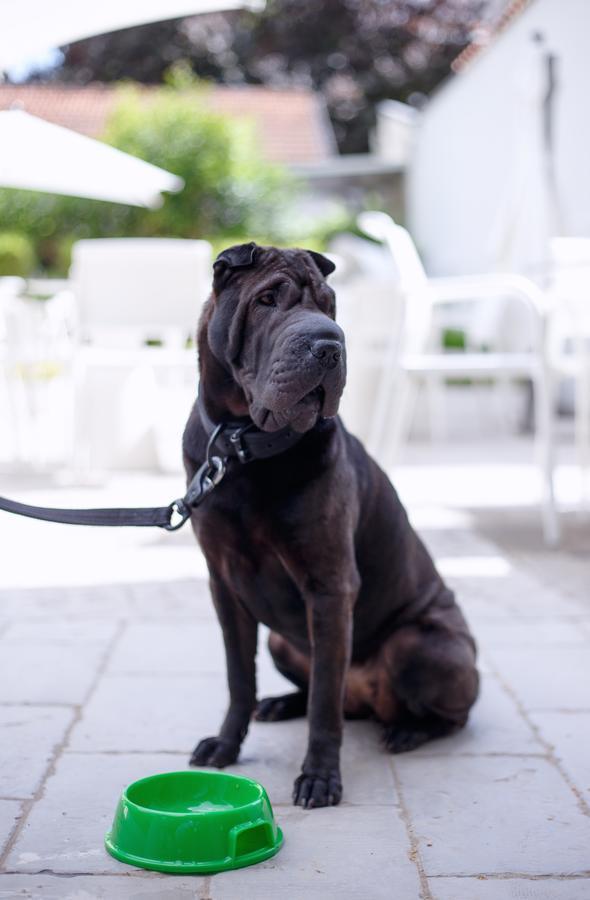 The One - Designed For Adults - Pet Lovers Hotel 4*